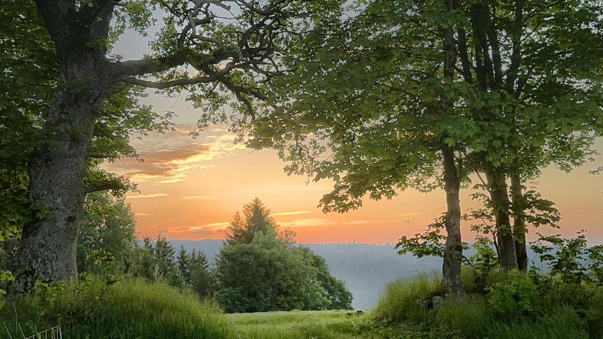 Haus Schlageter Διαμέρισμα Dachsberg im Schwarzwald Εξωτερικό φωτογραφία